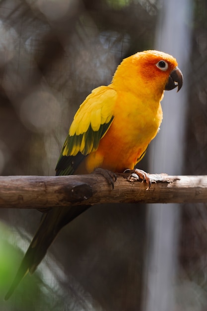 Bellissimo uccello colorato pappagallo Conuro del sole