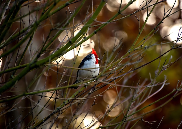 Bellissimo uccello dai capelli rossi Cardinale dalla cresta rossa Paroaria coronata