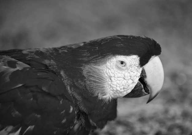 Bellissimo uccello divertente carino di pappagallo ara ara piumato rosso all'aperto su sfondo naturale verde