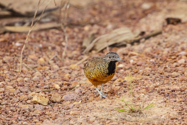 Bellissimo uccello, femmina escluso Buttonquail (Turnix suscitator), in piedi sul terreno