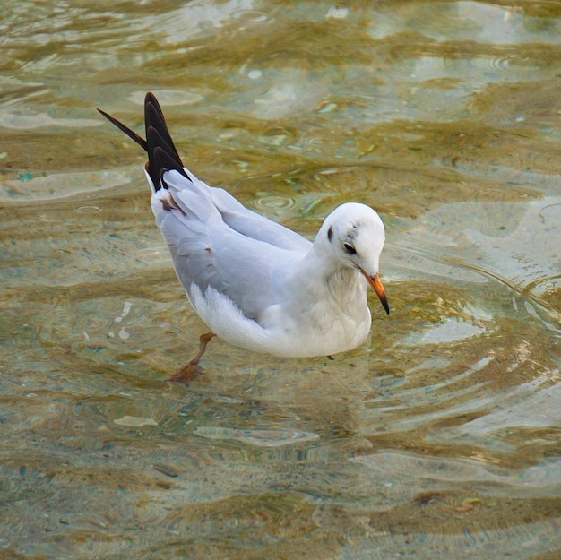 bellissimo uccello gabbiano bianco in acqua nel lago