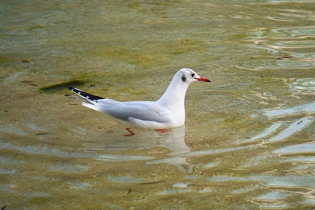 bellissimo uccello gabbiano bianco in acqua nel lago