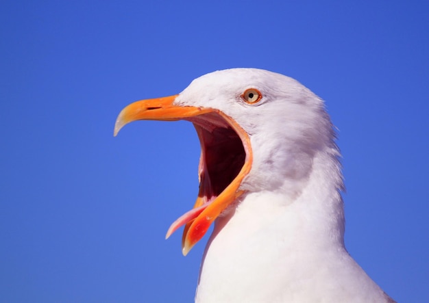 Bellissimo uccello gabbiano europeo bianco