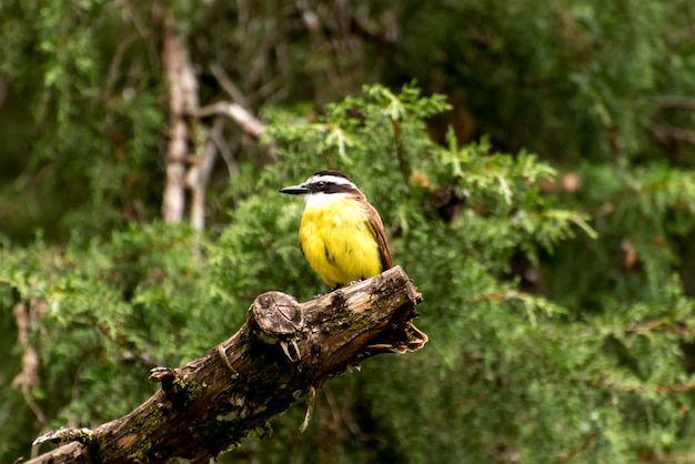 Bellissimo uccello giallo sul tronco d'albero con la foresta sullo sfondo Grande uccello Kiskadee nella foresta brasiliana