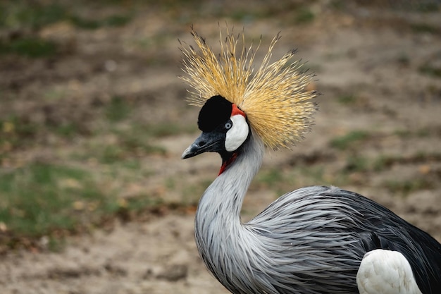 Bellissimo uccello gru coronata grigia