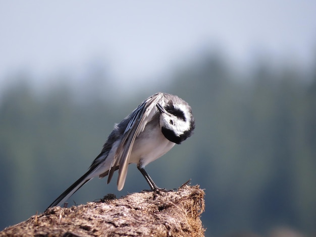 Bellissimo uccello in un posto fantastico