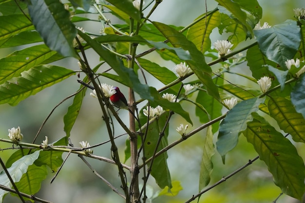 bellissimo uccello javan sunbird si appollaia sul fiore del caffè