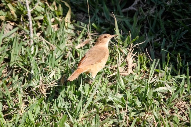 bellissimo uccello marrone nella foresta e negli alberi