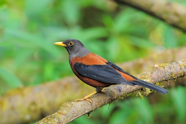 Bellissimo uccello, Mughetto (Turdus rubrocanus)