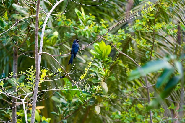 Bellissimo uccello nero Maggiore Drongo Dicrurus paradiseus appollaiato su un ramo uccello della Thailandia