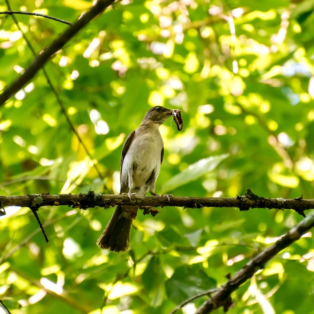 Bellissimo uccello orientale Slaty Thrush con verme nel becco nella foresta brasiliana Turdus subalaris