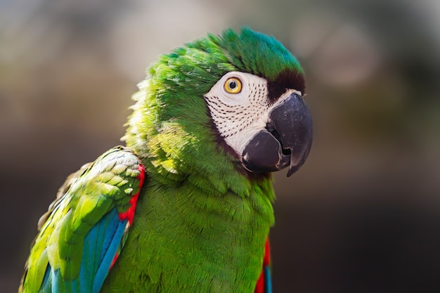 Bellissimo uccello pappagallo colorato in giardino zoologico