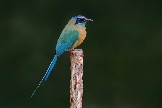 Bellissimo uccello seduto sul ramo