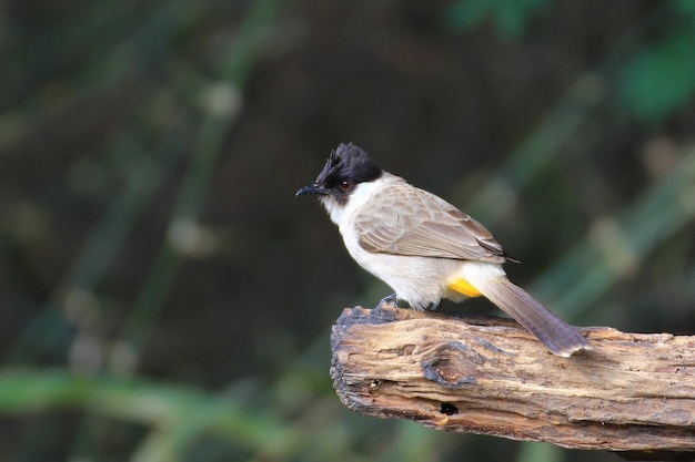 Bellissimo uccello sul ramo Bulbul fuligginoso Pycnonotus aurigaster