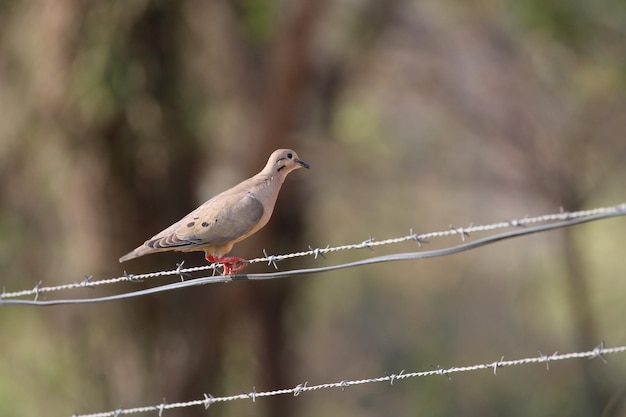 Bellissimo uccello sul recinto