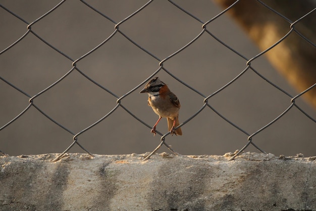 Bellissimo uccello sul recinto