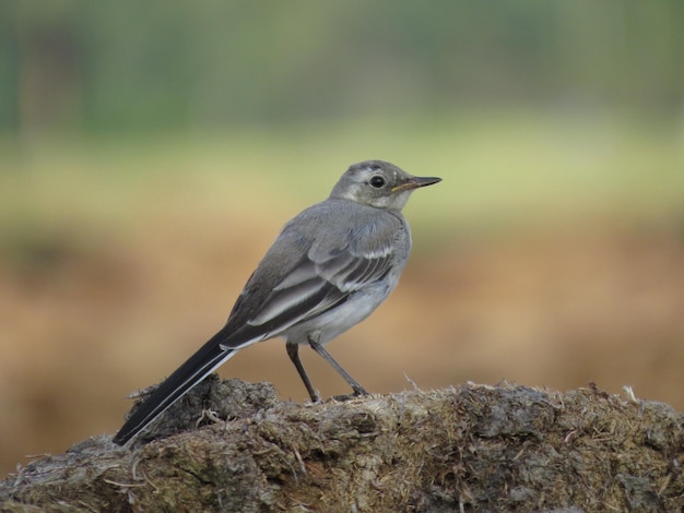 Bellissimo uccello sullo sfondo della natura in una giornata limpida.