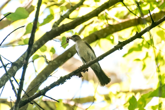 Bellissimo uccello tordo slaty orientale con verme nel becco Turdus subalaris