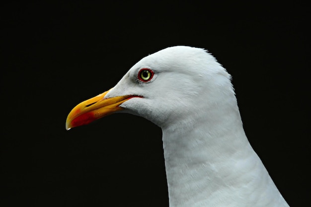 Bellissimo uccello