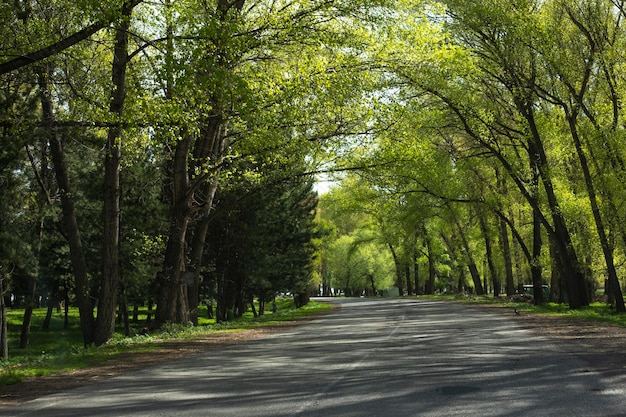 Bellissimo viale alberato nel Tunnel degli Alberi