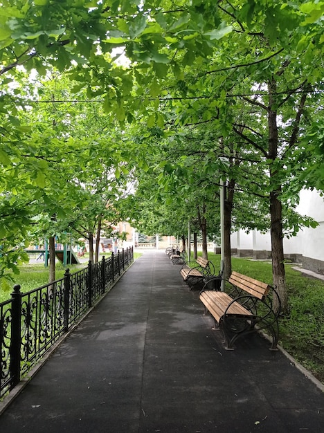 bellissimo vicolo di quercia verde giovane nelle panchine del parco e il resto del recinto modellato camminata relax