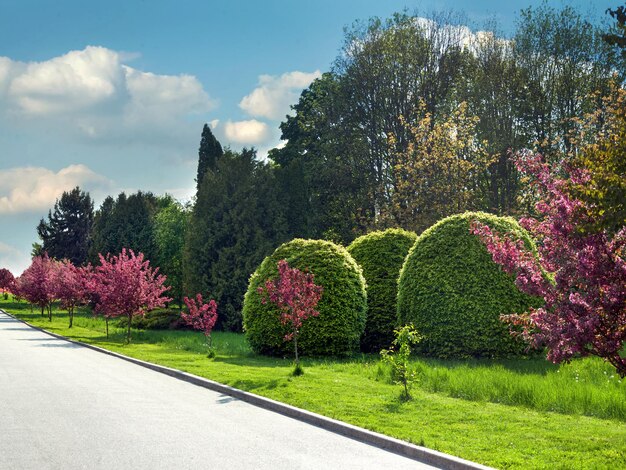 Bellissimo vicolo nel parco con alberi fioriti cespugli rotondi in primavera