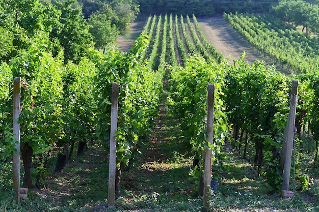 Bellissimo vigneto in una soleggiata giornata estiva Regione vinicola della Moravia meridionale Palava Repubblica Ceca