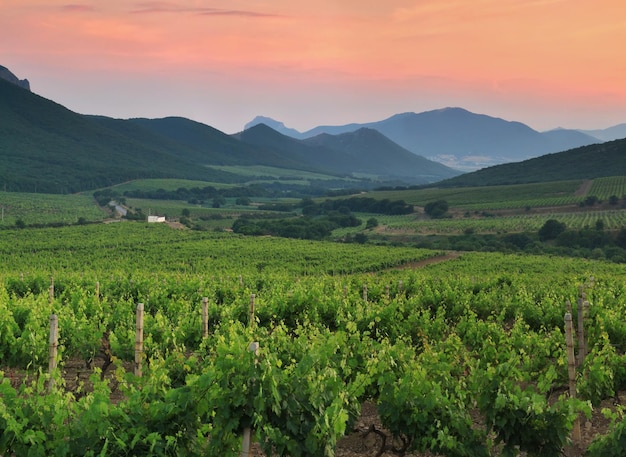 Bellissimo vigneto nella valle di montagna al tramonto