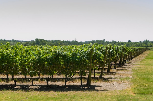 Bellissimo vitigno di uve europee nella cantina uruguaiana nella regione di Canelos Uve Moscato