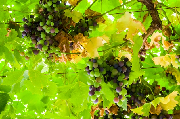Bellissimo vitigno di uve europee nella cantina uruguaiana nella regione di Canelos Uve Moscato