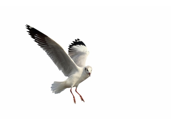 Bellissimo volo di gabbiano isolato su sfondo bianco.