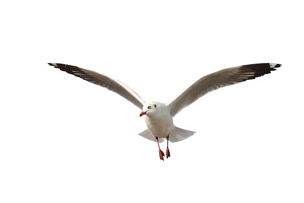 Bellissimo volo di gabbiano isolato su sfondo bianco.