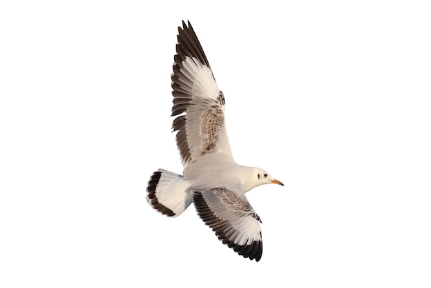 Bellissimo volo di gabbiano isolato su sfondo bianco.