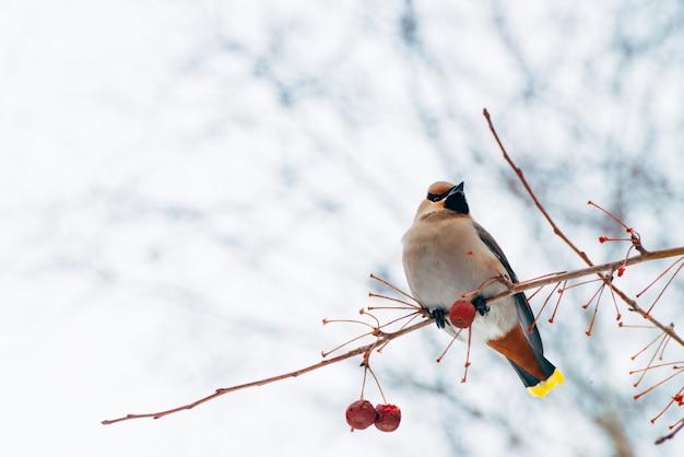 Bellissimo waxwing seduto su un ramo