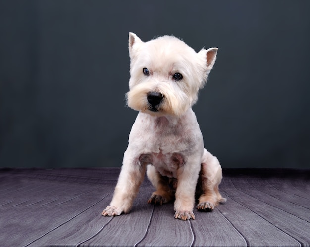 Bellissimo West Highland Terrier dopo la toelettatura sul pavimento