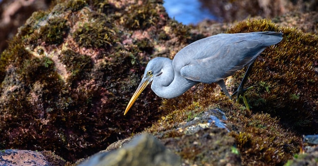 Bellissimo Western Reef Heron che mira a un pesce Foraggiamento tra le rocce della barriera corallina al mattino sulla spiaggia di Midigama