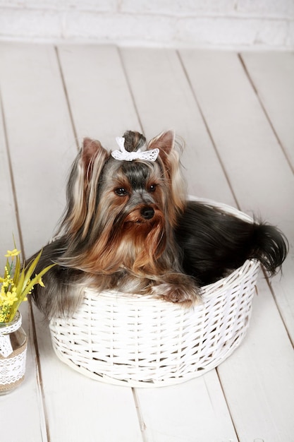 Bellissimo Yorkshire Terrier in posa per la fotocamera