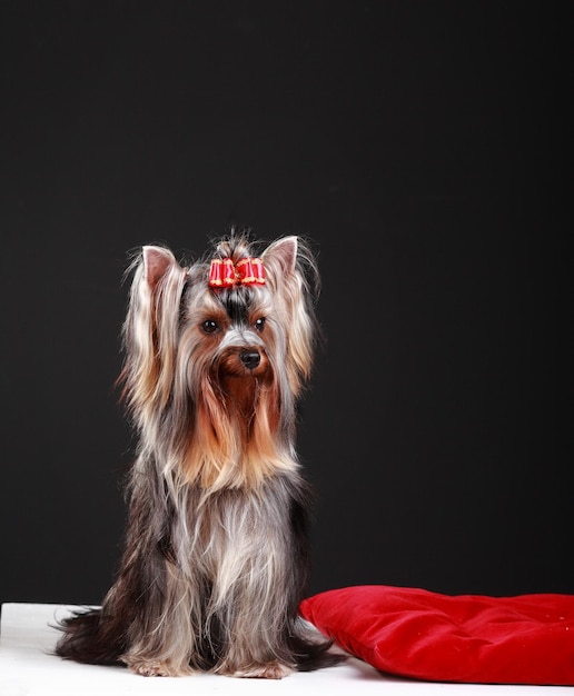 Bellissimo Yorkshire terrier su sfondo nero