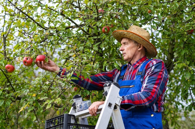 Bello agricoltore in uniforme raccolta di mele dall'albero Giovane mietitrice giardinaggio con frutti maturi d'estate