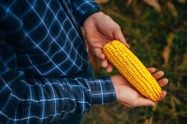 Bello agronomo tiene tablet touch pad computer nel campo di mais ed esamina i raccolti prima della raccolta