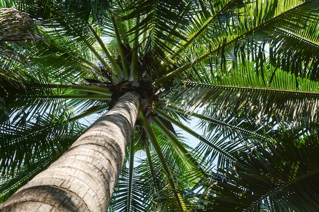 Bello albero di cocco della palma - vista dell&#39;occhio di vite senza fine