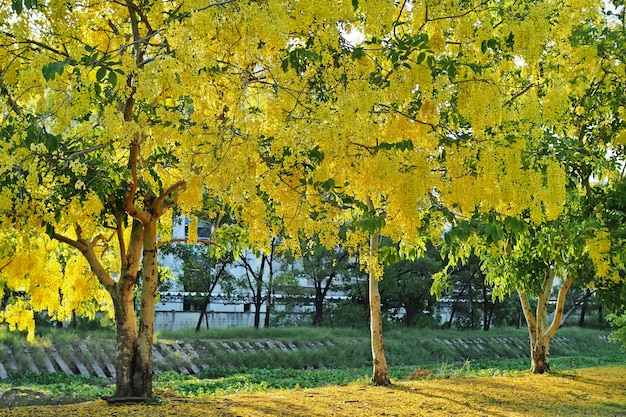 Bello albero di doccia dorata nel giardino