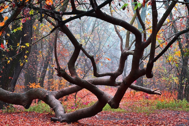 Bello albero nel parco nebbioso di mattina di autunno. Sfondo autunno luminoso.