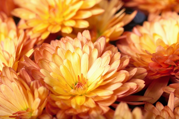 Bello autunno arancio del fiore del crisantemo vivido