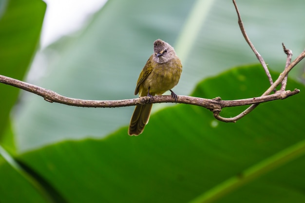 Bello bulbul aromatico (flavescens di Pycnonotus) in foresta tropicale