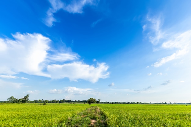 Bello campo di mais verde con cielo blu luminoso dell'atmosfera dell'aria della terra