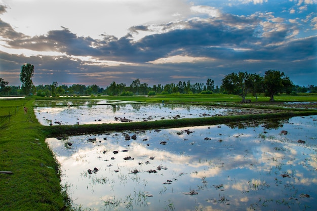 Bello campo di mais verde con il fondo del cielo di tramonto.