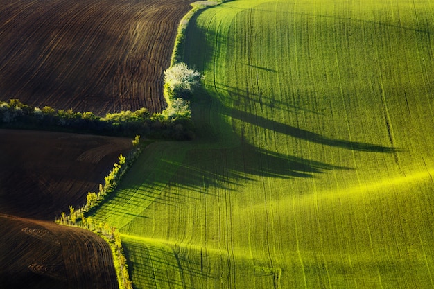 Bello campo verde nella Moravia del sud, repubblica Ceca