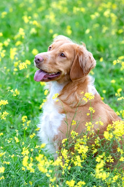 Bello cane bretone marrone in un prato