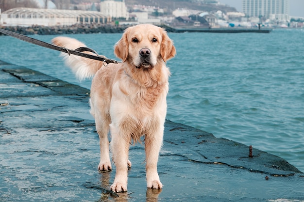 Bello cane del documentalista dorato sulla spiaggia